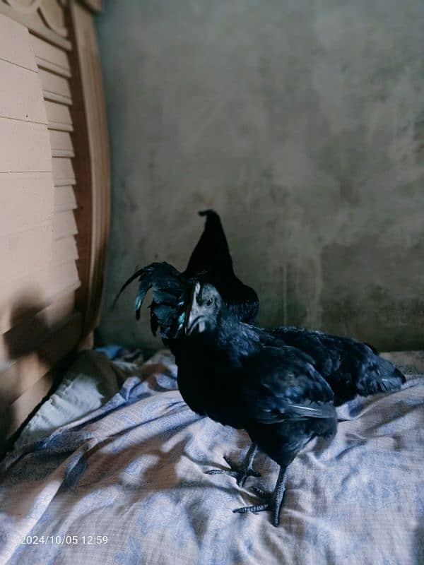 Ayan Cemani For Sale 0