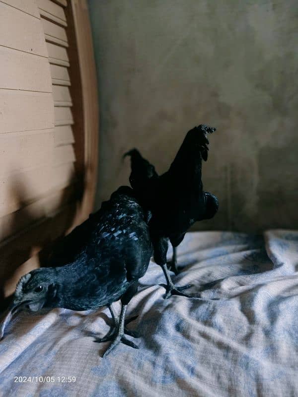 Ayan Cemani For Sale 1