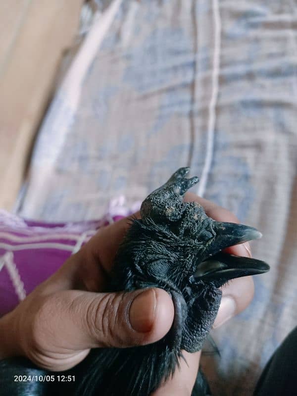 Ayan Cemani For Sale 4