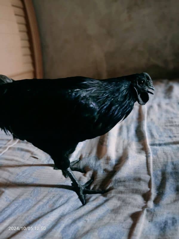 Ayan Cemani For Sale 5