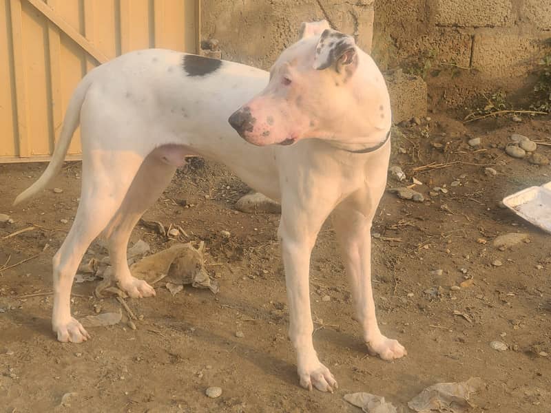 Pure breed bull terrier 1