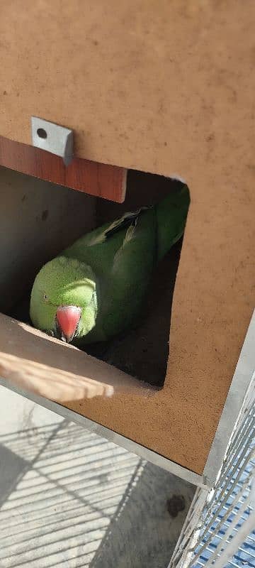 Green parrot boolta bhi hy 0