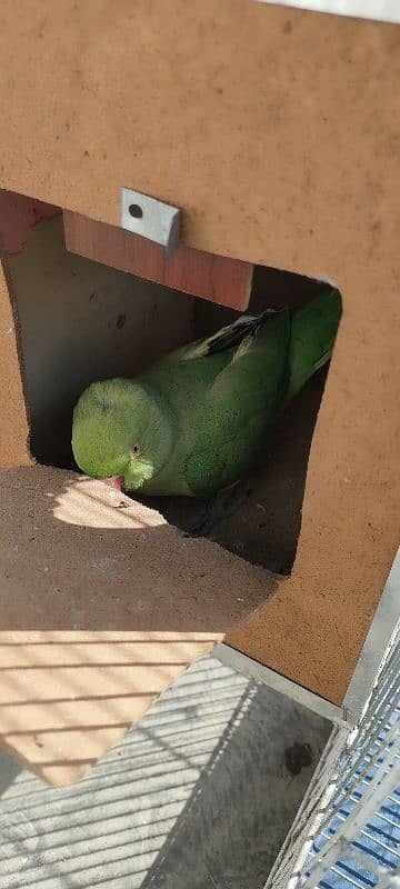 Green parrot boolta bhi hy 1