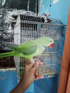 raw parrot Kashmiri