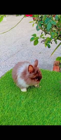 lion head dwarf bunny