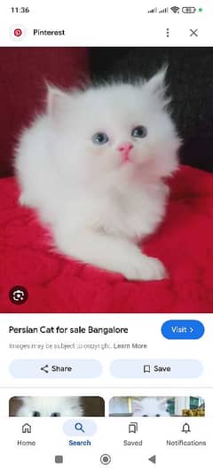 5 kittens Persian