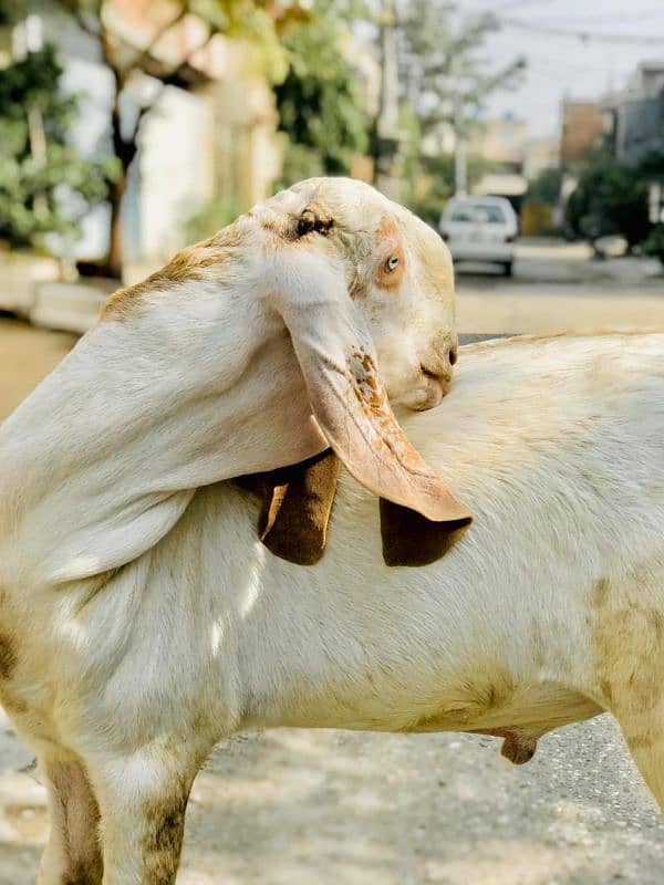 Makhi Cheena Male for Sale 1