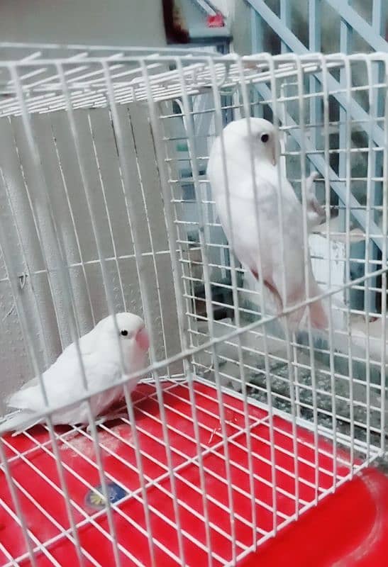 Albino breeder pair ando ki guarantee ha cargo possible 03161510578 0