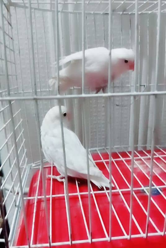 Albino breeder pair ando ki guarantee ha cargo possible 03161510578 1