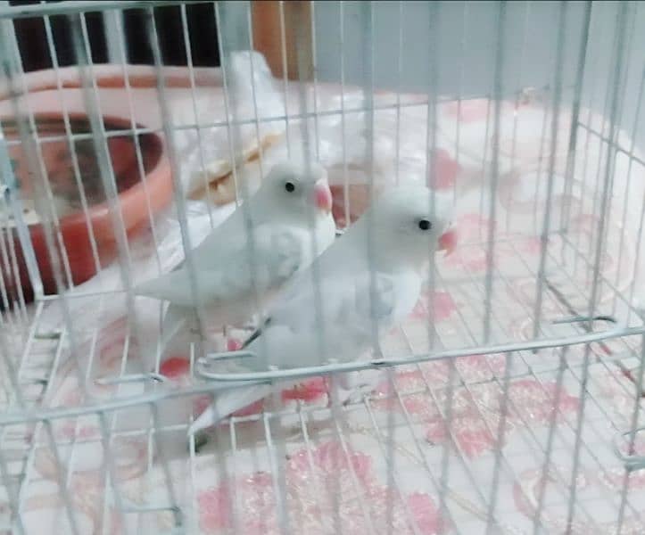 Albino breeder pair ando ki guarantee ha cargo possible 03161510578 2