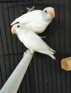 love birds 4 pairs and 1 albino red eye