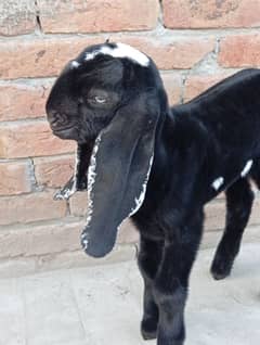 baby goat