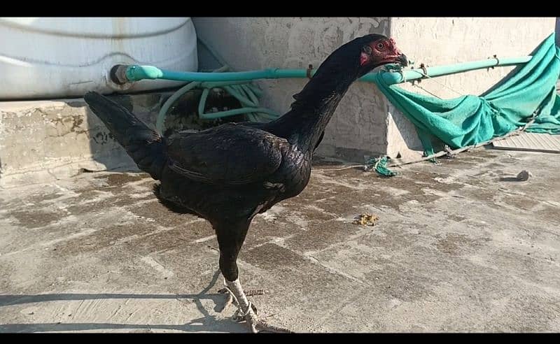 shamo×Thai chicks| shamoo male| Thai female| chick| chuza| top quality 2