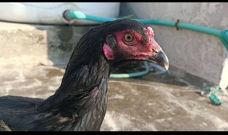 shamo×Thai chicks| shamoo male| Thai female| chick| chuza| top quality 3