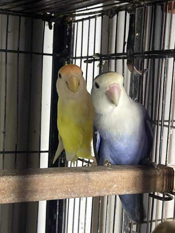 Mix lovebirds albino creamino fisher 0