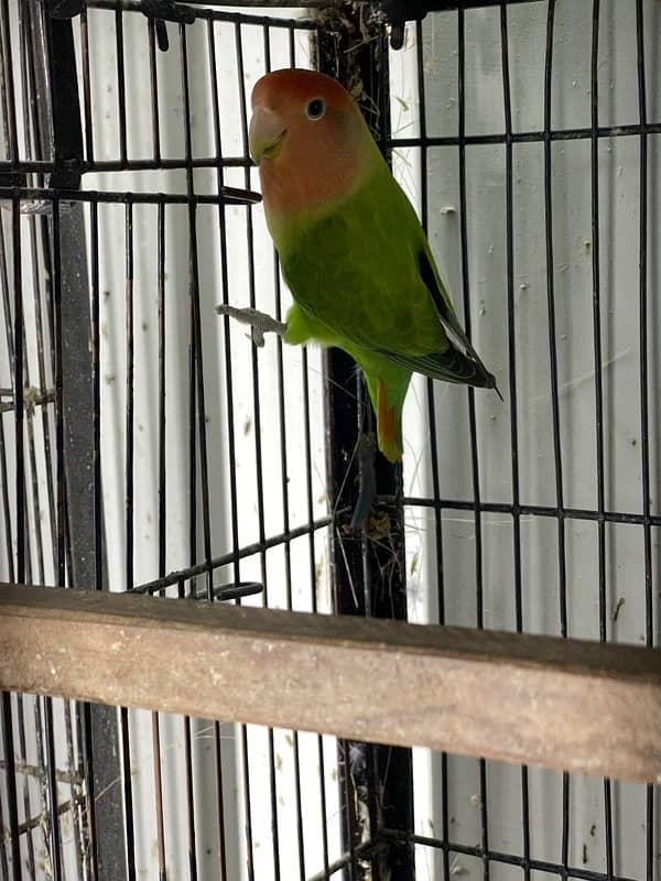 Mix lovebirds albino creamino fisher 1