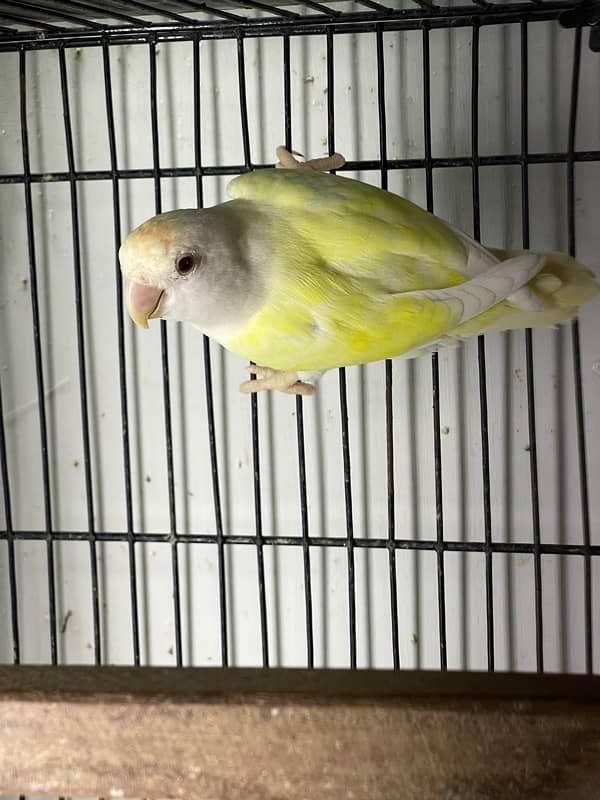 Mix lovebirds albino creamino fisher 3