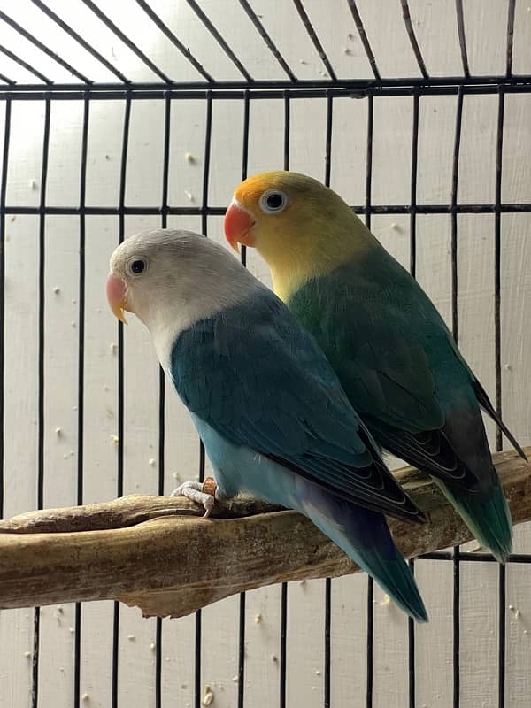 Mix lovebirds albino creamino fisher 5