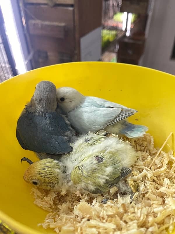 Mix lovebirds albino creamino fisher 8