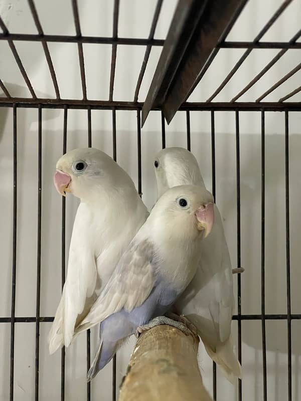 Mix lovebirds albino creamino fisher 9