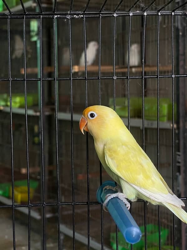 Mix lovebirds albino creamino fisher 12