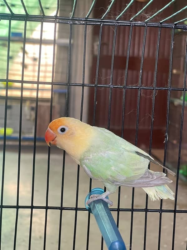 Mix lovebirds albino creamino fisher 14