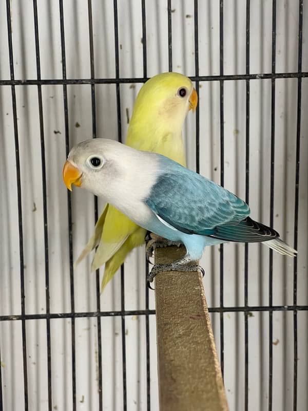 Mix lovebirds albino creamino fisher 17