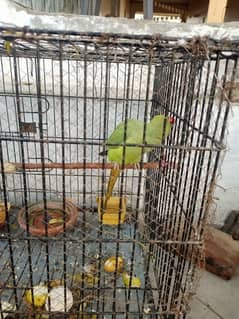 green parrot