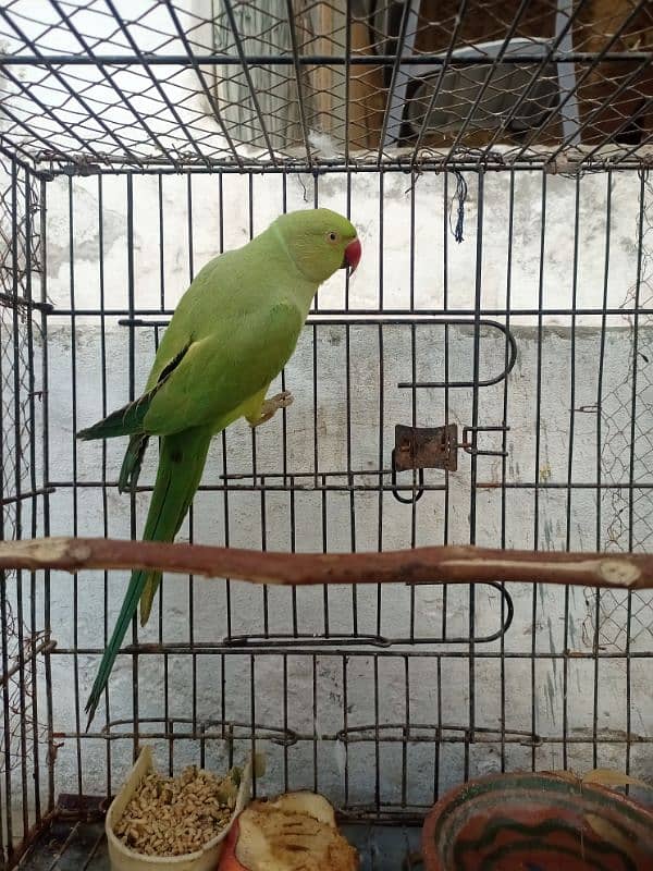 green parrot 6