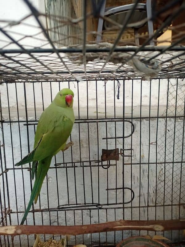 green parrot 8