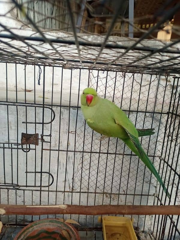 green parrot 9