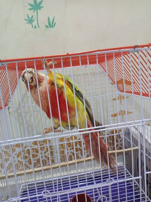 sun conure for sale 2