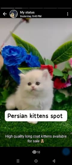 Persian male & female available