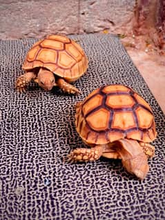 Sulcata Trotoise babies