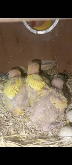 love birds chicks available for hand tame purpose