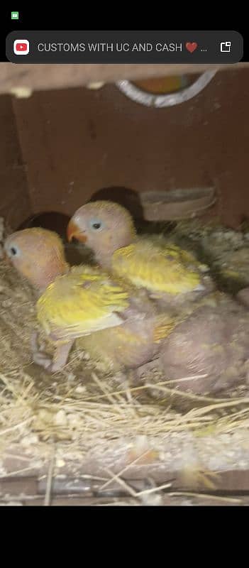 love birds chicks available for hand tame purpose 1