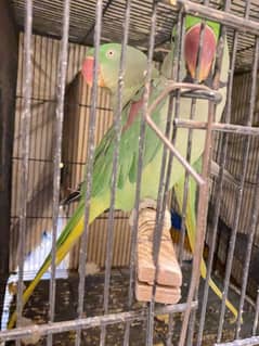 RAW Parrot for sale