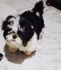 ShihTzu Male Puppy Vaccinated 3 months old