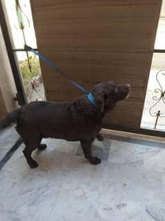 Labrador dog urgent sell