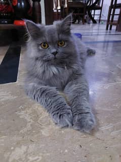 Persian cat and her kitten for sale