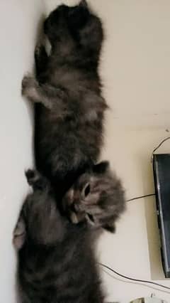 Persian kitten for urgent sale full black