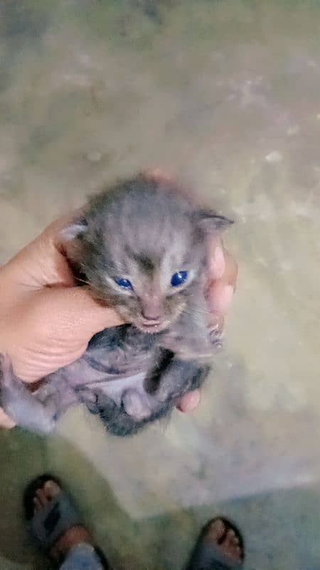 Persian kitten for urgent sale full black 1