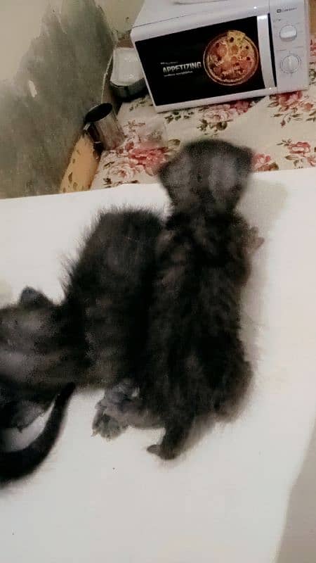 Persian kitten for urgent sale full black 2