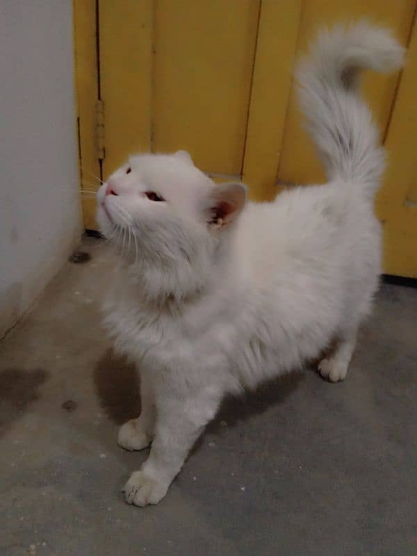 Persian cat ha 1