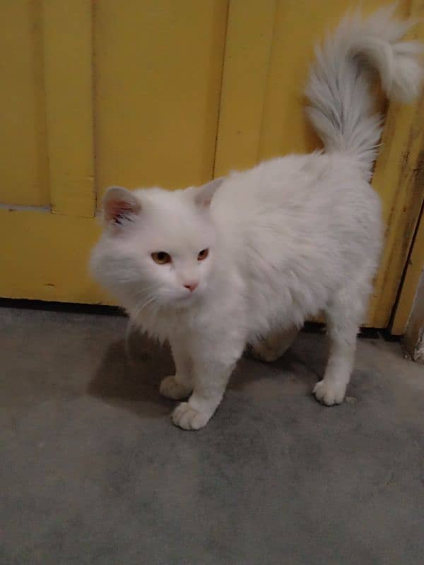 Persian cat ha 3