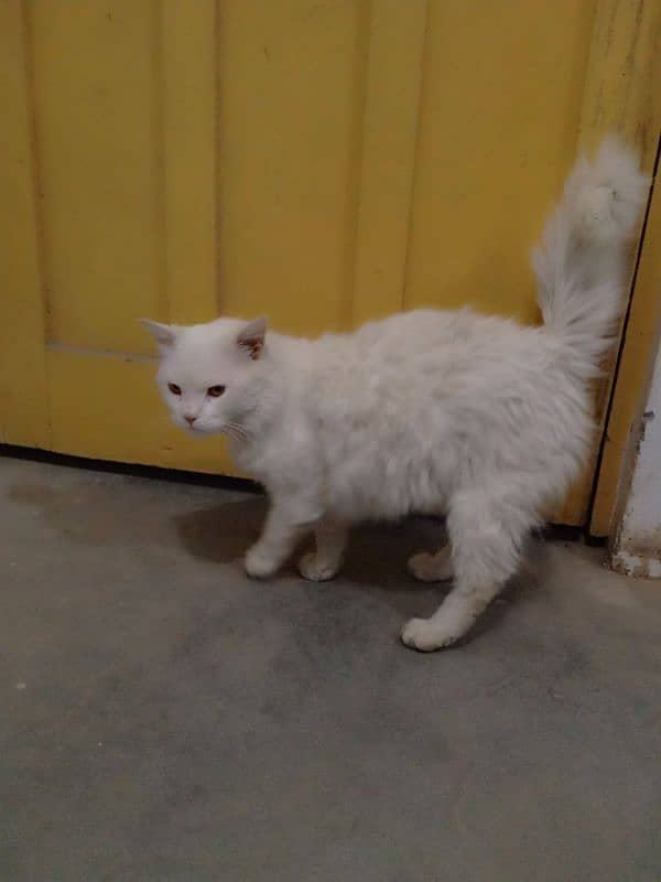 Persian cat ha 4