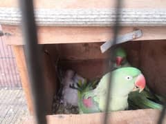 Pahari Parrot Alexandrine (Breeding Pair) with chicks