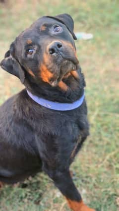 Rottweiler