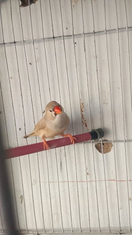 black face black breasted finch breeder pair for sale 0