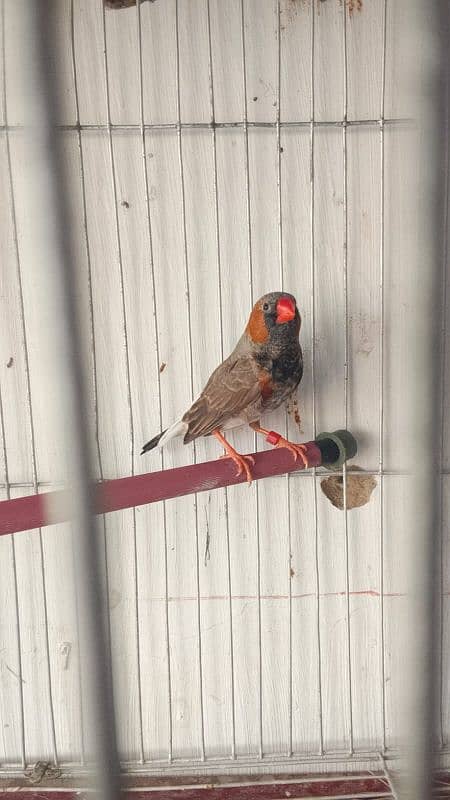 black face black breasted finch breeder pair for sale 1